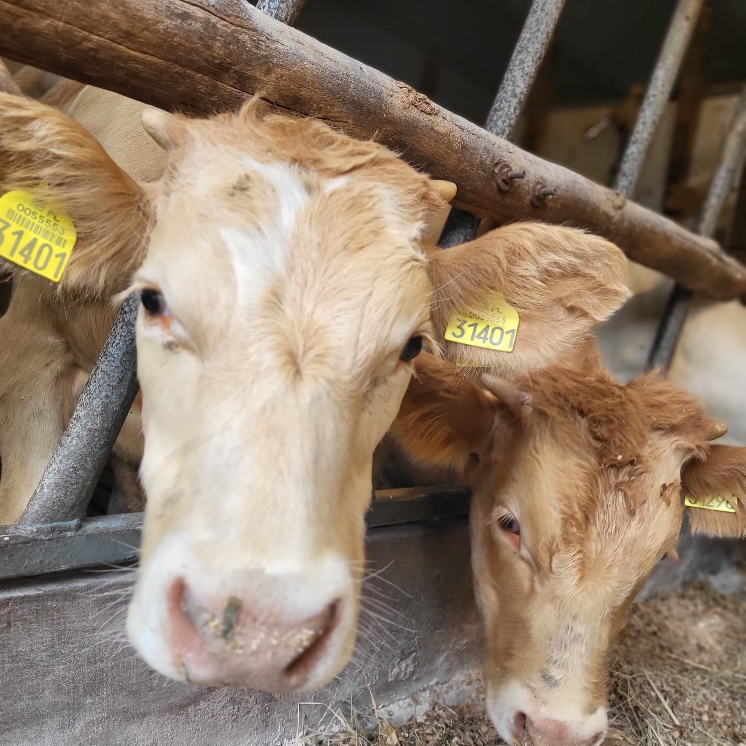 Kühe — Rindfleisch aus eigener Zucht